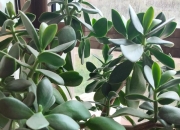 家里养什么花最好最吉利,屋里放什么花好？放什么盆栽好？