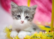 黄玉石的鉴别方法,和田玉石的鉴别方法是什么？