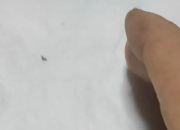 翡翠怎样分辨真假,请问高手可否帮我辨别是否是真翡翠？