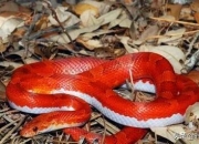 家中贵子出生的前兆,你相信历史上名人出生，总是天生祥瑞吗？