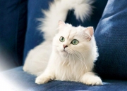 水瓶座是几月几日出生的？