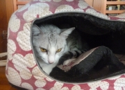 梦到旧房子倒塌代表的是什么意思？