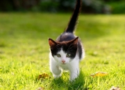 怎么样才能买到真的玉,怎样鉴别真玉？假玉是什么材料？