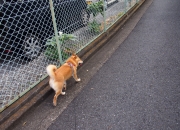 文化期玉器的特点,红山文化玉器特点有哪些？