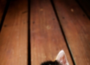 玉手镯介绍,买玉镯有哪些要注意的问题？