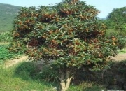 桂花树的风水禁忌,农村院子里种桂花树怎么样？