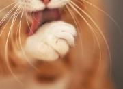 翡翠的讲解,谁能讲解一下这个共生的翡翠？