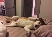 正月初九是什么日子,有什么习俗?