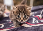 白水晶手链的功效与作用是什么,佩戴白水晶手链的功效是什么？