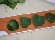 玉石真皮假皮怎么区分,在购买真皮皮衣时，如何识别皮衣真伪？