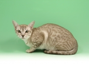 玉与翡翠的区别在哪,石英岩玉与翡翠的区别在哪？