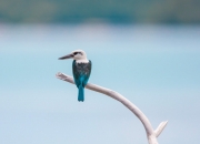 和田玉青玉手镯一般多少钱,和田玉青玉手镯的价格如何？