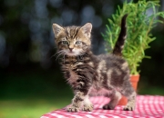 农历1984年5月18日是什么星座呢?