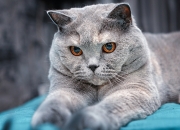 翡翠原石有几种,怎么正确辨别翡翠原石的皮壳？