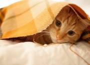 网上翡翠直播是真的吗,翡翠直播间的套路你知道有哪些？