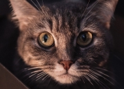 得了抑郁症的八句口头禅,我好像得了抑郁症，我该怎么和家人说？