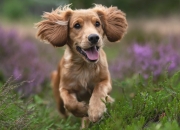 4克和田玉值多少钱,9克的和田玉小籽45万，正常么？