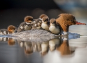 玉有裂纹能不能养好,翡翠镯子有裂缝能养好吗？