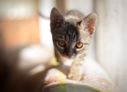 手镯断了去哪里修复,手镯断了怎么办呢？还能修复吗？