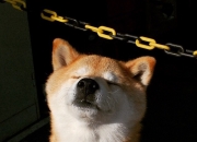 玉怎么知道真假,怎么才能知道玉的真假呢？