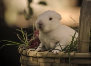 强酸泡过玉石特征,怎么辨别玉石的染色烧色？