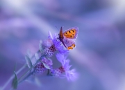 寻龙尺的用途以及使用方法,有没有人讲一下寻龙尺是怎么一回事啊？