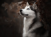 一脸福气的女人面相,什么样的面相的女人最有福气呢？