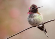 什么样的玉镯子最好看,如何挑玉镯，哪种的是最好的？