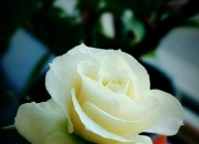 谁给起一个吉祥，健康好听一点的网名？