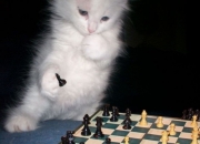 玉器的好处都有哪些,为什么这么多人想买块玉呢？