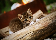 怎么辨别玉原石和石头的区别,怎么辨别金丝玉和石头的区别？