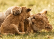 男人戴玉镯有什么好处,男人戴玉和黄金那一种对身体有好处？