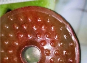 如何看一块玉值不值钱,买了一块玉，大家看看是什么料值多少钱？