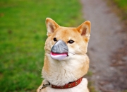 玉雕机图片大全,玉石机器不转了怎样修理？