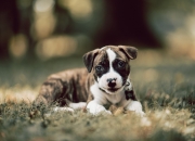 和田白玉手镯,一般要卖多少,俄罗斯白玉与和田白玉有什么区别呢？