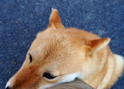 吊顶清洗小妙招,清洗地毯的小妙招有哪些？