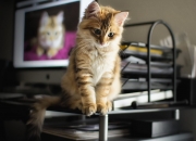 天然夜明珠原石价格,现在天然夜明珠值多少钱？