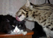 抑郁症可以自己自愈吗,青春期抑郁症真的能自己恢复吗？