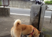 什么样的是好玉,怎么辨别玉的好坏（老玉）？