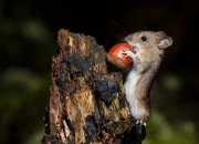 春风得意美猴王猜一生肖？