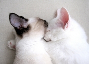 翡翠对人体到底有什么功效,玻璃种翡翠到底有什么与众不同的？