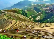 今日芒种，有啥习俗，吃点啥好，如何养生？