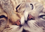 古代的玉镯子值钱吗,三百多年前的玉镯真品是否值钱？