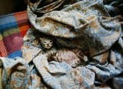 玉器收藏的意义和价值,啤酒商标有什么收藏价值和意义？