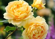 玉都有什么颜色,月季花有几种颜色？分别是什么？