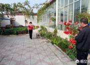 门前种三树家旺三代,在农村家里的院子种点树，种什么树最好？