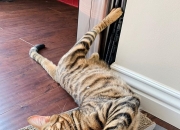 稀有宝石排名,世界上最稀有的宝石是哪些？