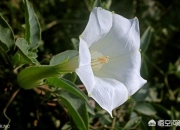 花卉图片大全及花名,在农村你见到最漂亮的野花是什么花？