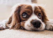 黄玉有几种颜色,玉镯的有几种颜色？其中又代表什么？