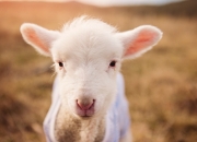 玉石楼梯扶手硅胶模具,模具硅胶价格行情？多少钱一公斤？